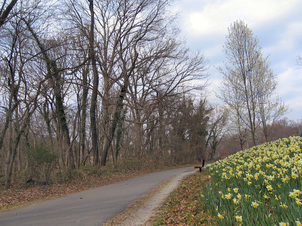 A road in the spring.