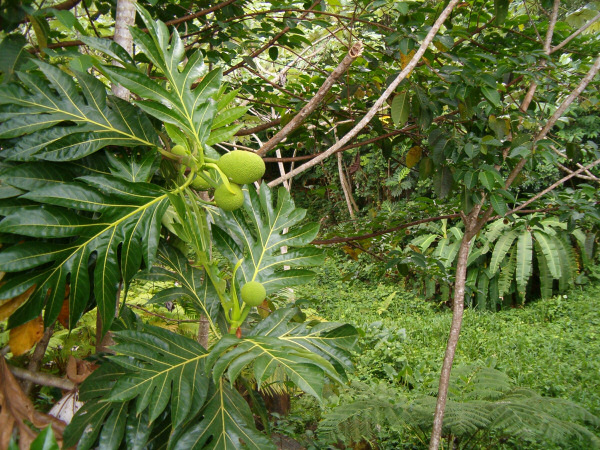 Breadfruit tree.