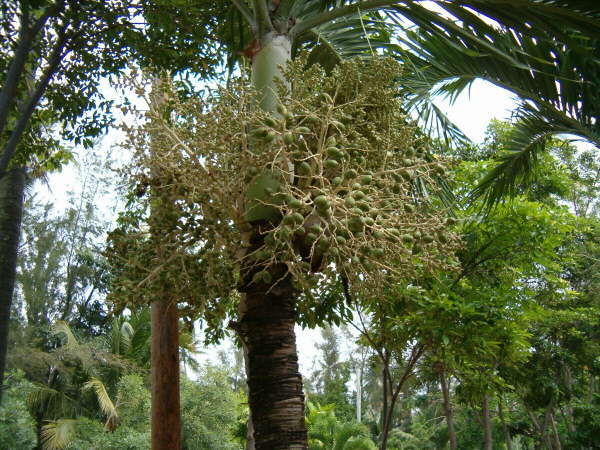 A rather funky tree.