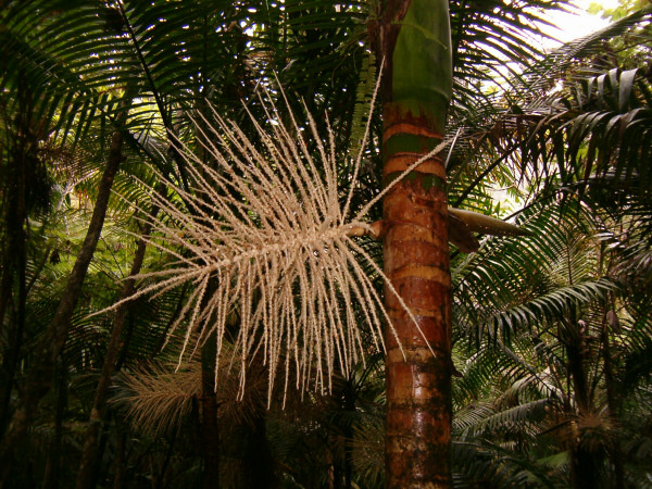 These are the leaves growing.