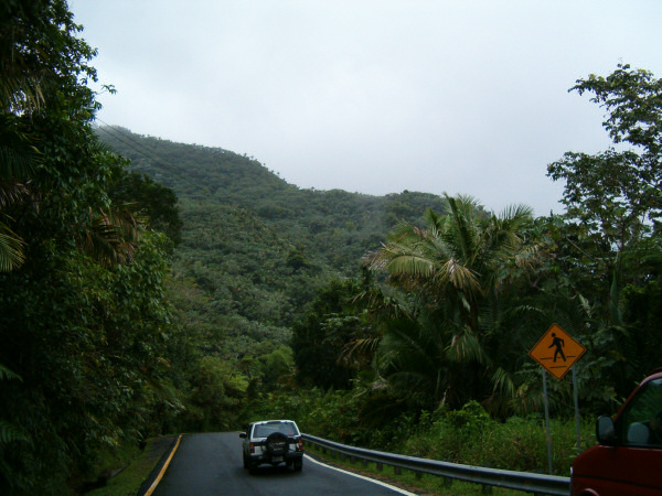 Last view of the rainforest.