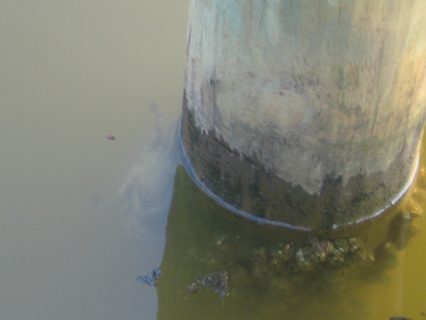 Crab on the dock pillars.