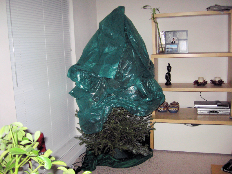 Wrapping up the tree.